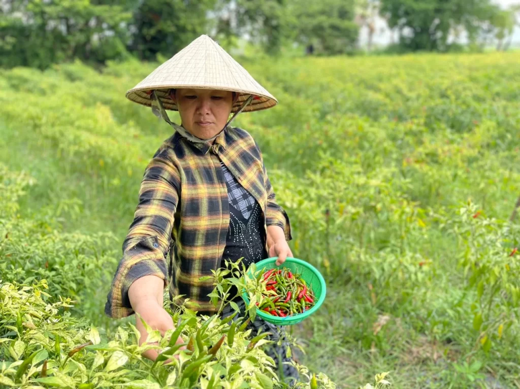 Nông dân trực tiếp thu nguyên liệu xiêm tươi - TOHAFOOD