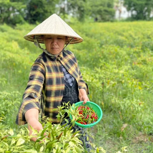 Nông dân trực tiếp thu nguyên liệu xiêm tươi - TOHAFOOD