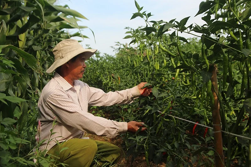 Nông dân chăm sóc "chu đáo" cho nguyên liệu xiêm tươi - TOHAFOOD