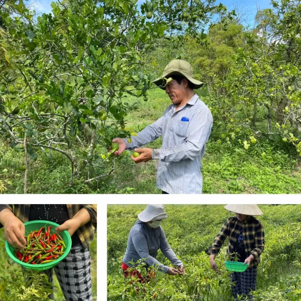 food-vung-nguyen-lieu-tieu-chuanv